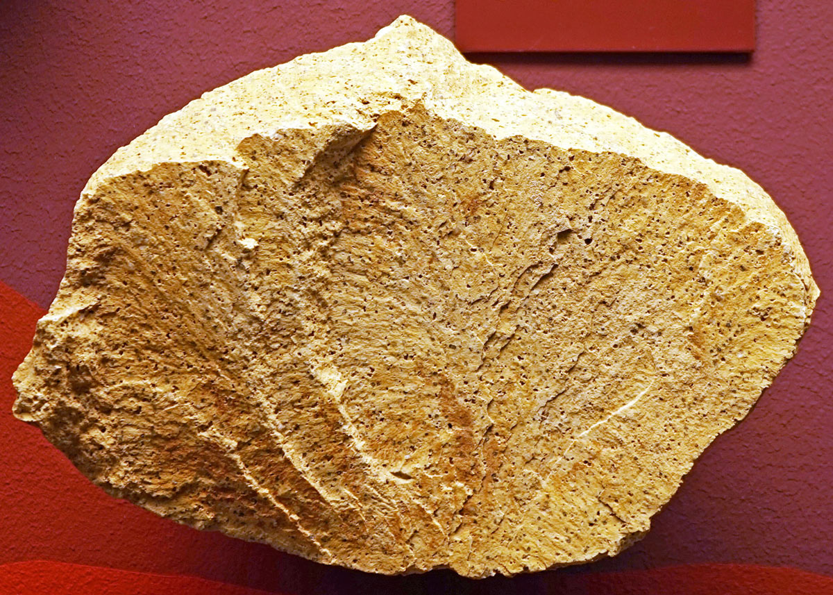 riolite