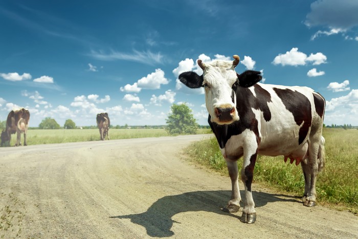 Mucca maculata al pascolo su un bel prato verde contro un cielo blu. Bestiame, agricoltura.