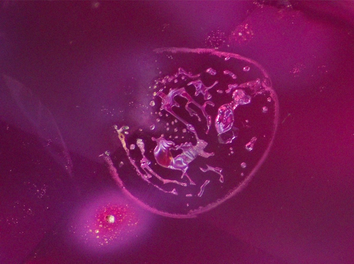 Cristalli fusi e impronta digitale fusa all'interno di questa inclusione discoidale. 
