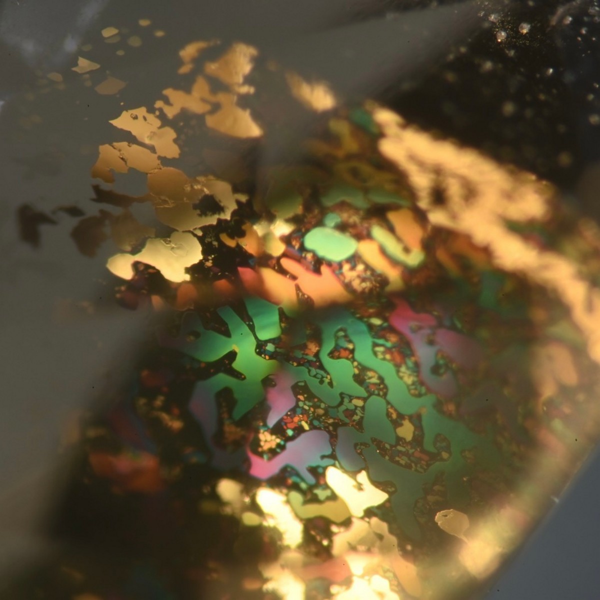 Fotomicrografia “Paillettes de fleuves” di Elodie Racinet