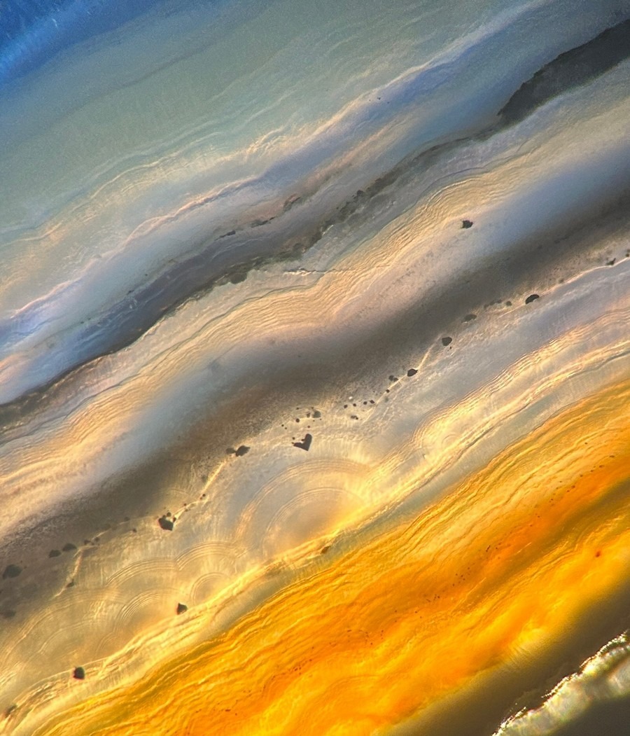 Fotomicrografia “Reviviscence” di Laurette Sauvain