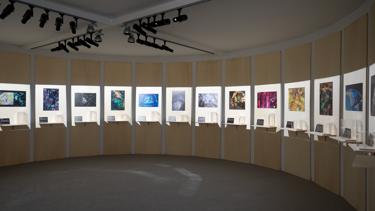 Alcune fotomicrografie esposte al contest