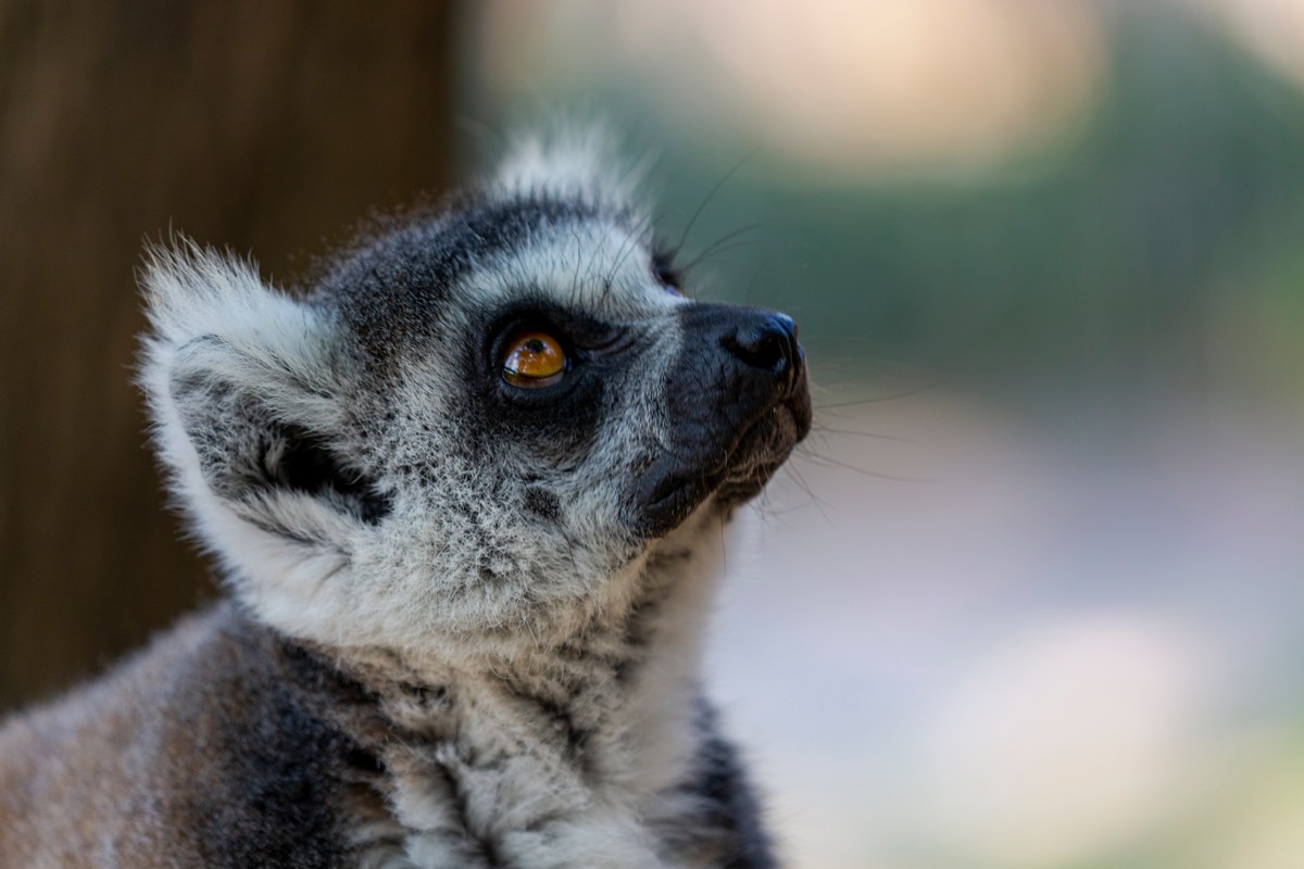 I lemuri del Madagascar sono primati unici, endemici dell’isola, noti per la loro varietà, il loro comportamento sociale e i loro particolari adattamenti